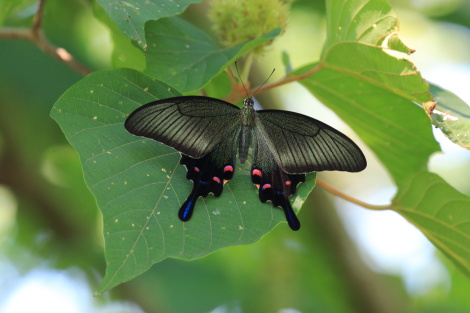 カラスアゲハ♀IMG_8467.JPG