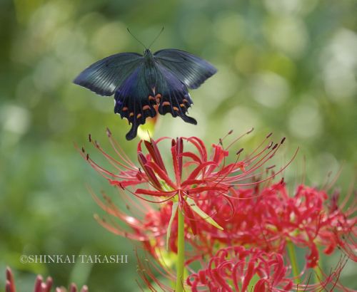 カラスアゲハ♀2.jpg