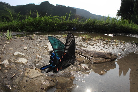 カラスアゲハ夏型吸水.JPG