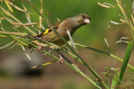 カワラヒワ♀IMG_4002.JPG