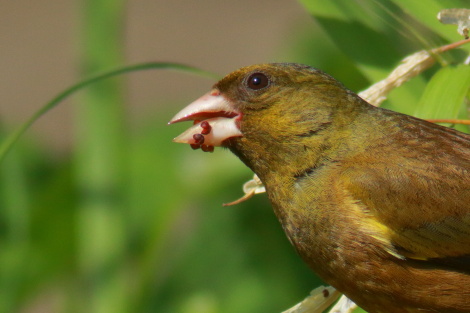 カワラヒワ♂IMG_4060.JPG