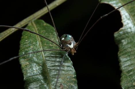 ギンボシザトウムシIMG_5442.JPG