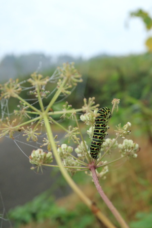 キアゲハ幼虫IMG_5959.JPG