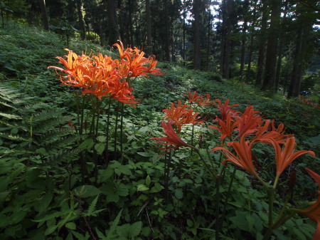 キツネノカミソリ皿が峰.jpg