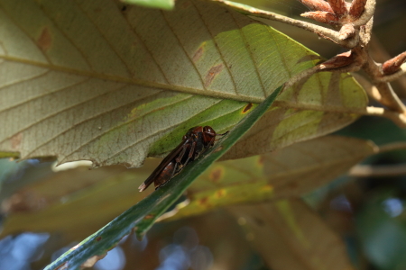 キボシアシナガバチ_MG_2909.JPG