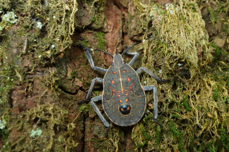 キマダラカメムシ幼虫IMG_4106.JPG