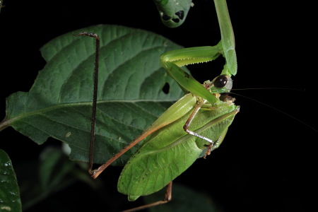 クツワムシ喰うオオカマキリ.JPG