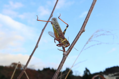 クヌギカメIMG_0918.JPG