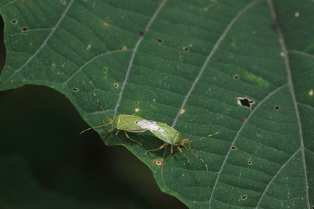 クヌギカメムシ交尾１１０１.JPG