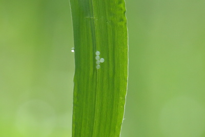 クロコノマチョウ卵IMG_7842.JPG