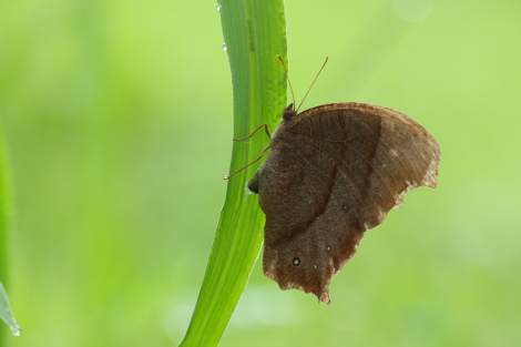 クロコノマチョウ産卵IMG_7838.JPG