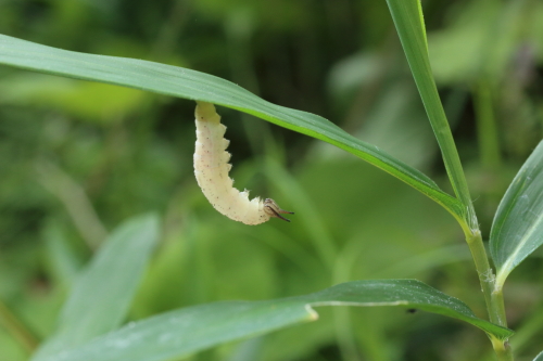 クロヒカゲ前蛹_MG_0405.JPG