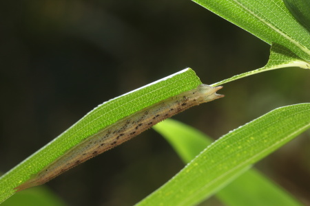 クロヒカゲ幼虫褐色型701A4385.JPG