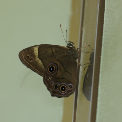 クロヒカゲIMG_7574.JPG