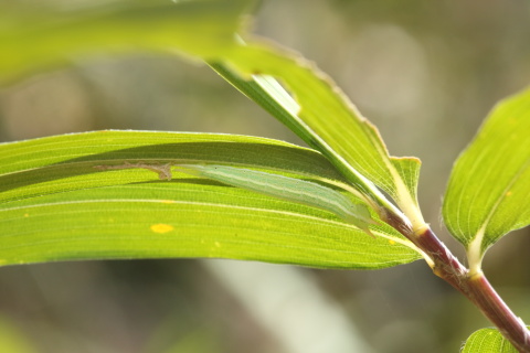 クロヒカゲ幼虫脱皮3Z5A7353.JPG