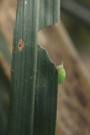 クロヒカゲ幼虫食事.JPG