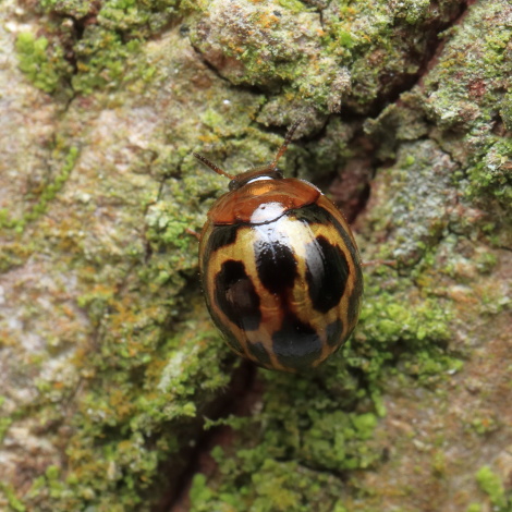 クロホシテントウゴミムシダマシIMG_5002.JPG