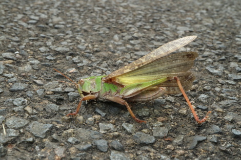 クロマダラソテツシジミIMG_5049.JPG