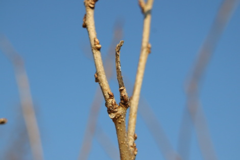 クワエダシャク幼虫IMG_2407.JPG