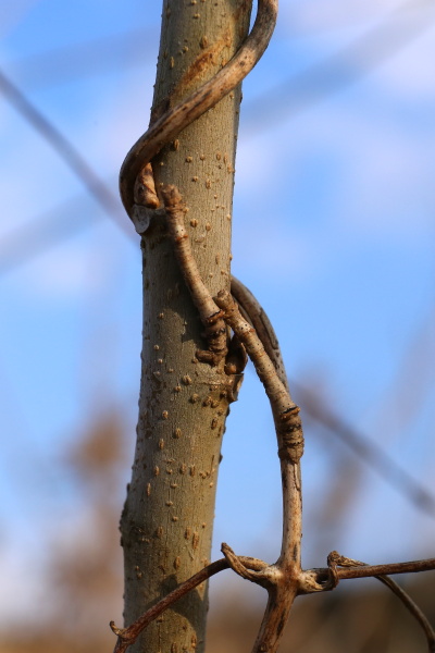 クワエダシャクIMG_3280.JPG