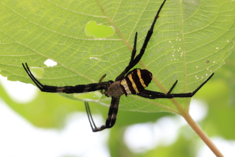 コガネグモ♀IMG_9625.JPG