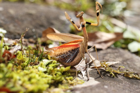 コカマキリ威嚇IMG_1800.JPG