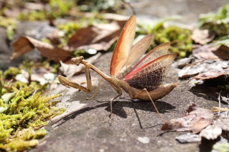 コカマキリ威嚇IMG_1806.JPG