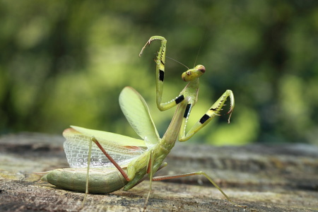 コカマキリ緑色型.JPG