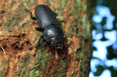 コクワガタ♀IMG_3729.JPG