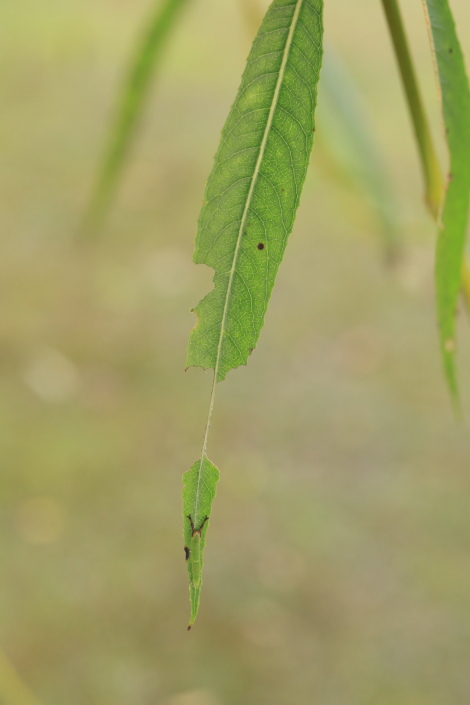 コムラサキ幼虫IMG_9983.JPG