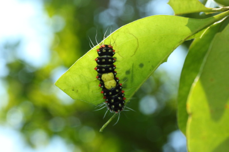 サツマニシキ幼虫IMG_6378.JPG