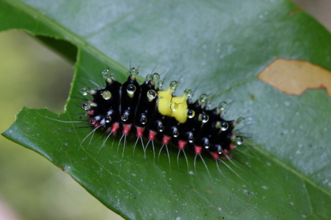 サツマニシキ幼虫IMG_6380.JPG