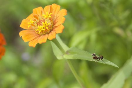 サツマヒメカマキリ幼虫IMG_4897.jpg