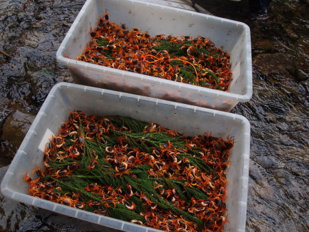 サワガニ収穫１.jpg