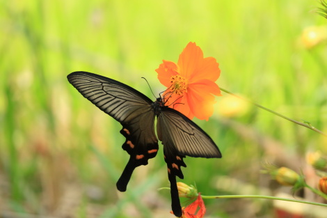 ジャコウアゲハ♀IMG_4655.JPG