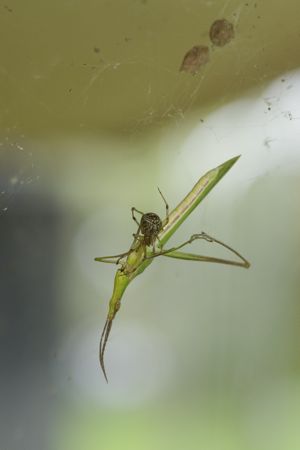 ショウリョウバッタ♂IMG_0744.jpg