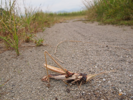 ショウリョウバッタ死骸.jpg