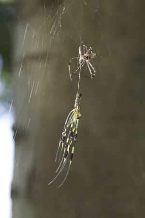 ジョロウグモ脱皮IMG_5276.jpg