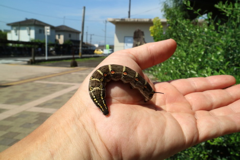 セスジスズメ幼虫IMG_4004.JPG