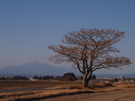 センダンと霧島山.jpg