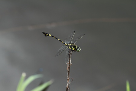 タイワンウチワヤンマ.JPG