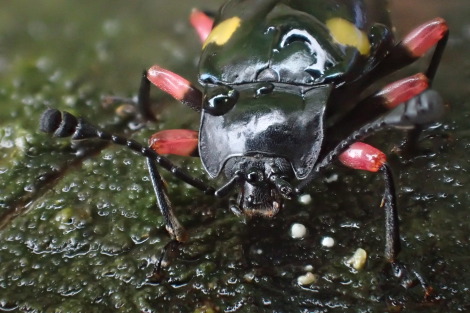 タイワンオオテントウダマシP7050161_1.jpg