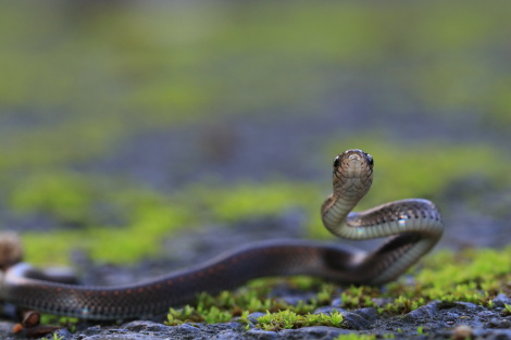 タカチホヘビIMG_8247.JPG