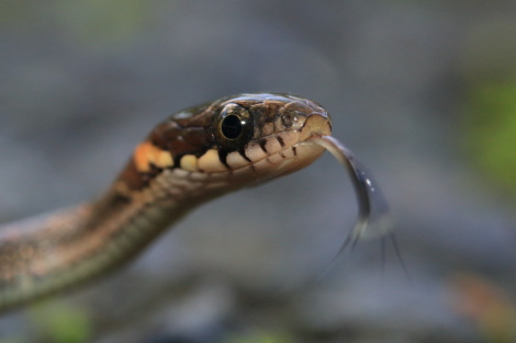 タカチホヘビIMG_8253.JPG