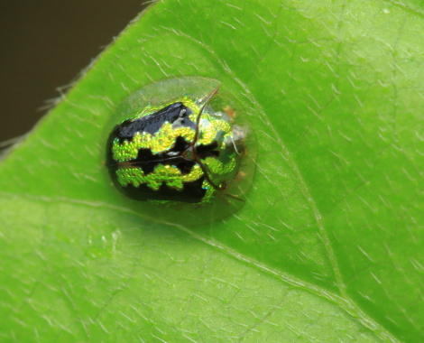 タテスジヒメジンガサハムシIMG_8396.JPG