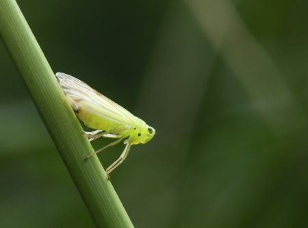 タテスジグンバイウンカ_MG_0848.jpg