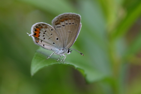 ツバメシジミ♀IMG_0016.JPG