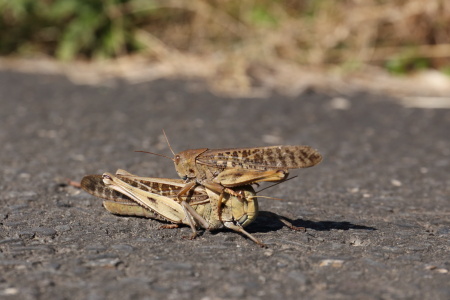 トノサマバッタIMG_8731.JPG