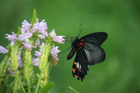 ナガサキアゲハ♀IMG_8628.JPG