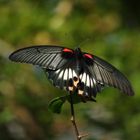 ナガサキアゲハ♀IMG_9458.JPG